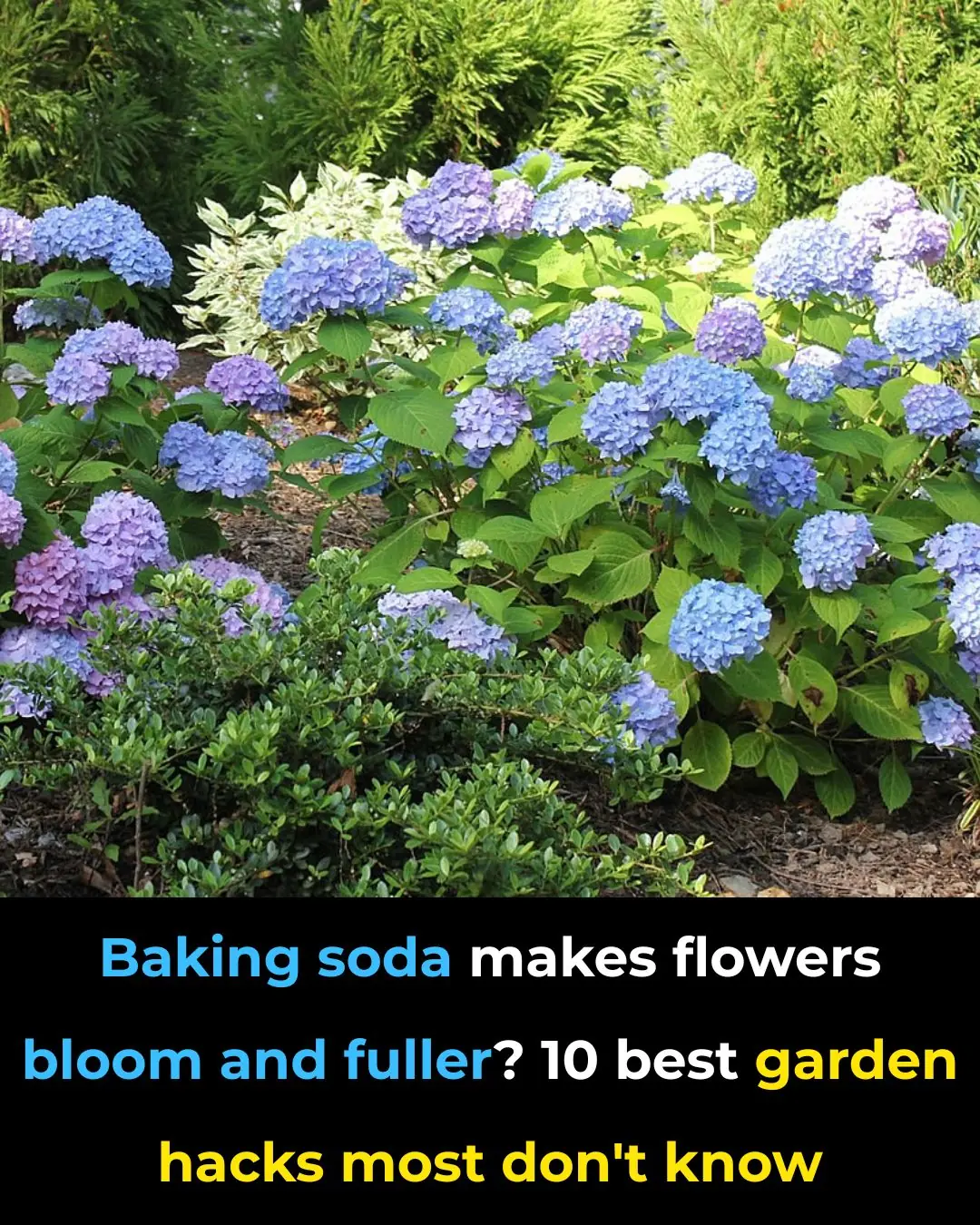 Baking Soda Makes Flowers Bloom and Fuller? 10 Best Garden Hacks Most Don’t Know