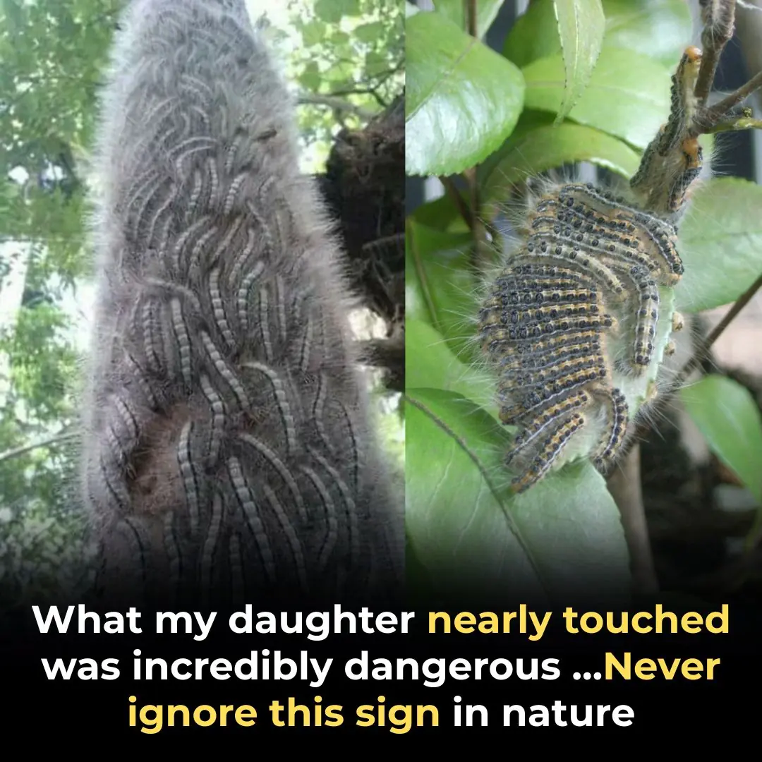 What My Daughter Nearly Touched Was Incredibly Dangerous