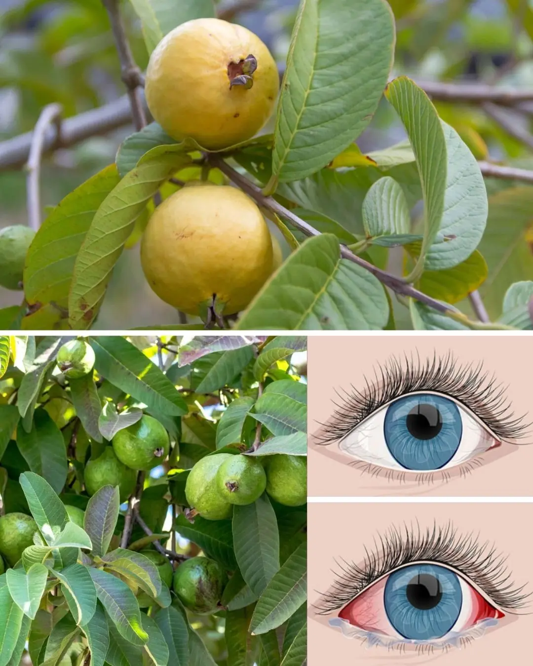 How to Use Guava to Care for Your Eyes: Natural Remedies That Surprise 🌿