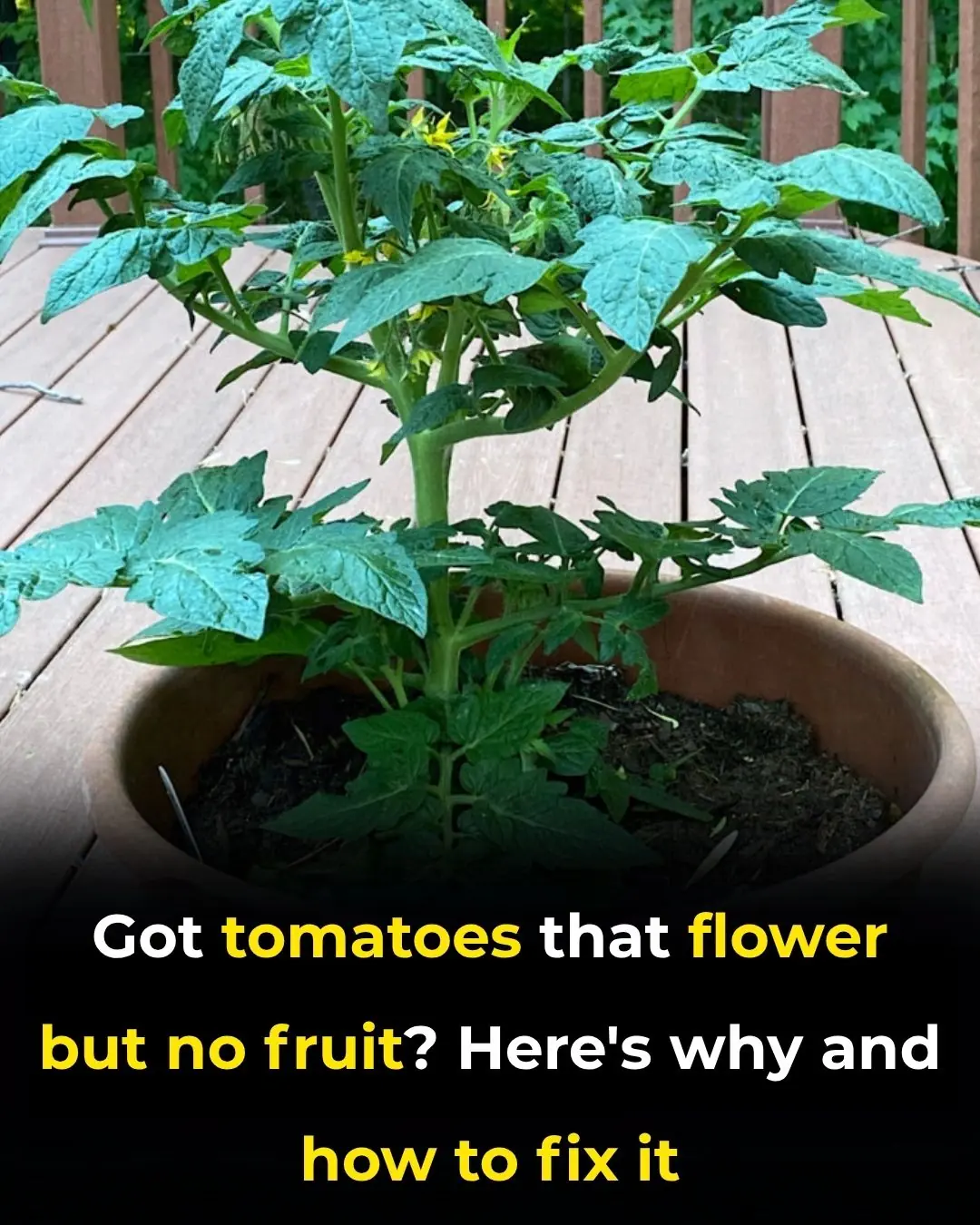 “Got Tomatoes That Flower But No Fruit? Here’s Why & How to Fix It”
