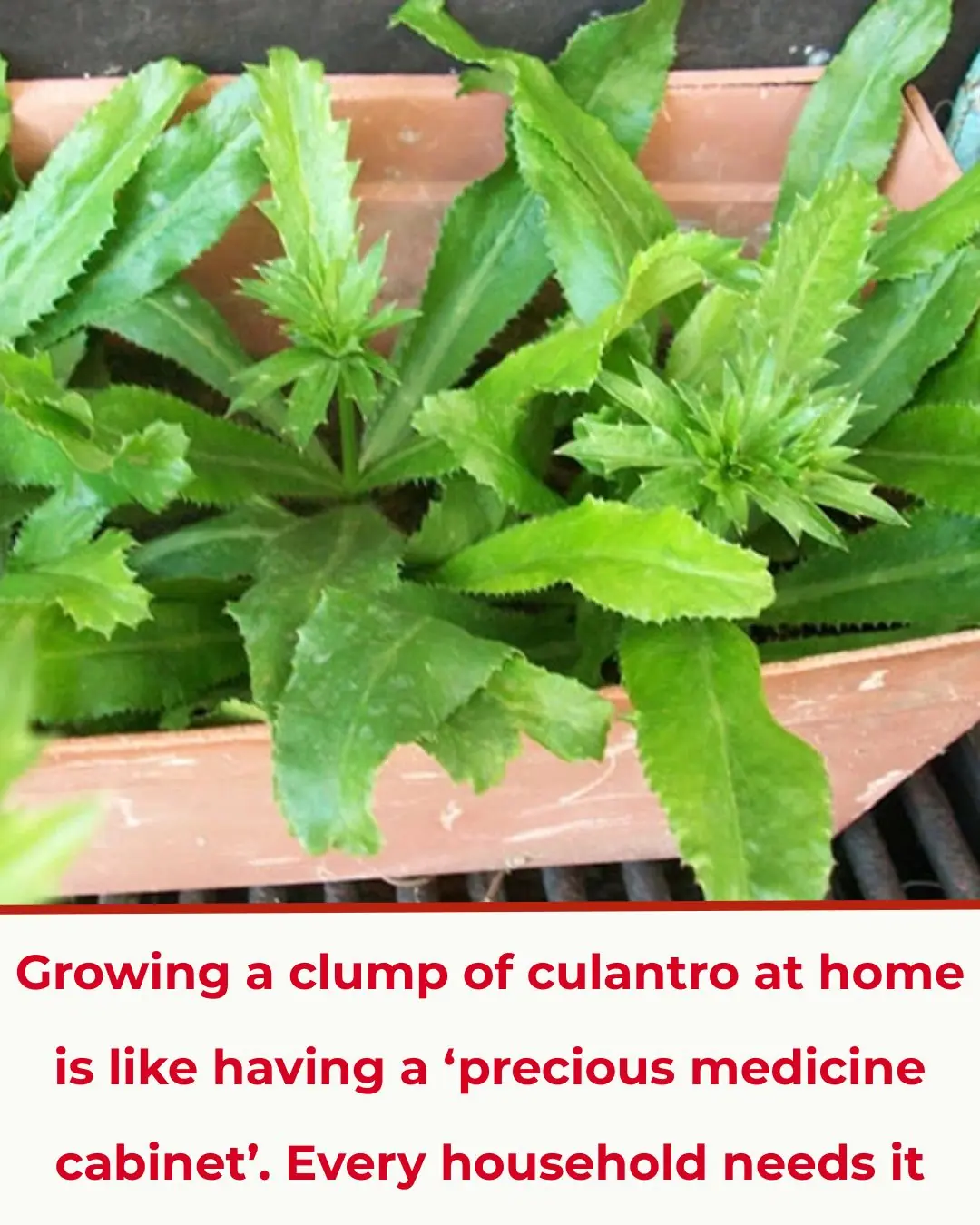 You’re Doing It All Wrong: Here’s the Right Time to Pick Tomatoes