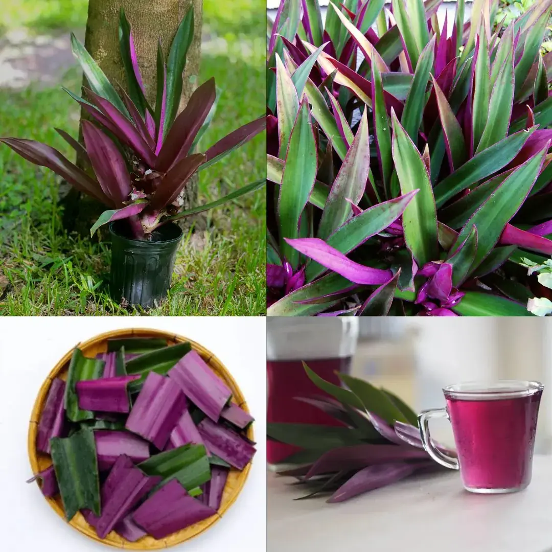 The Purple Maguey Plant — Benefits and Traditional Uses