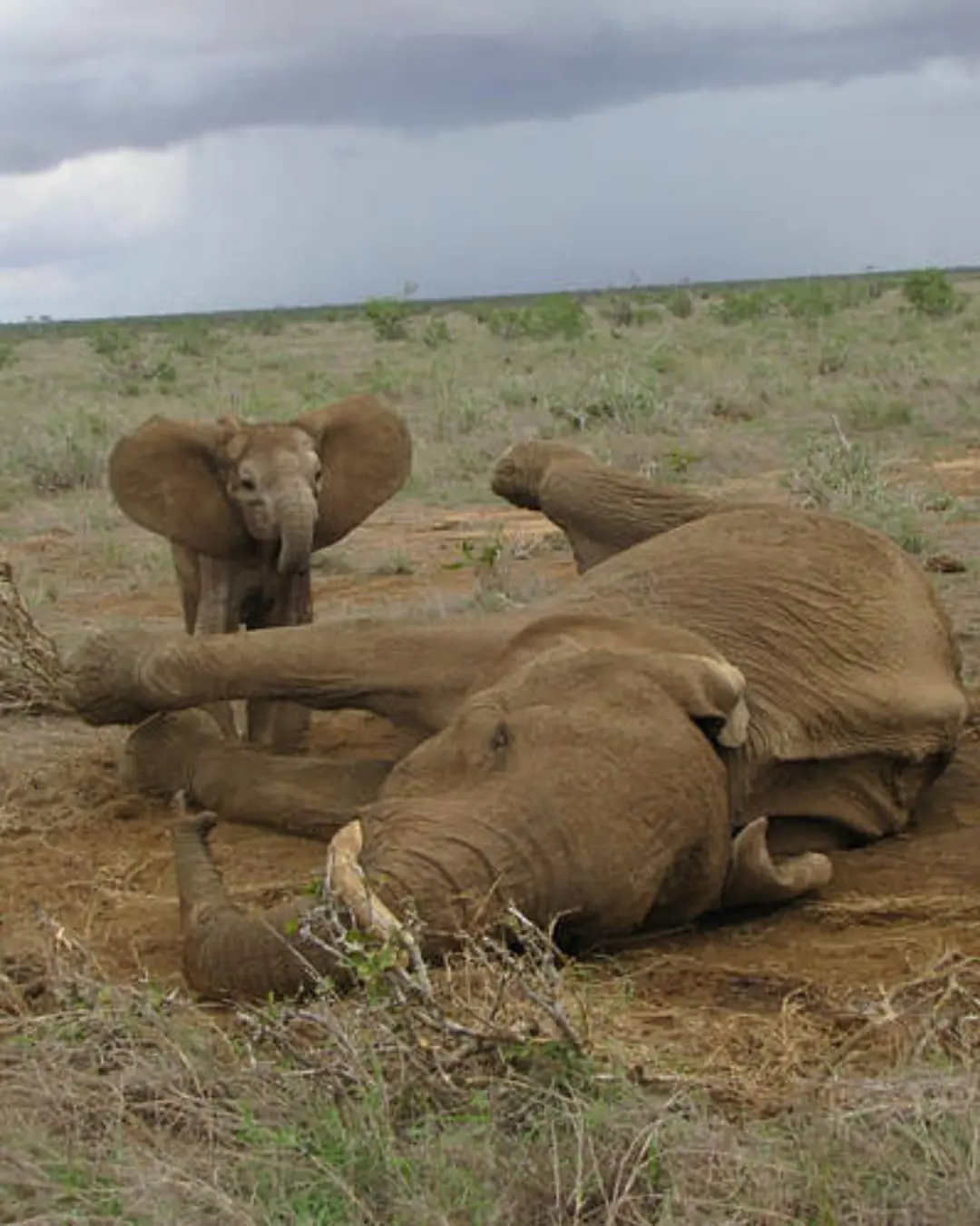 A Mother’s Struggle: The Elephant Who Wouldn’t Give Up.
