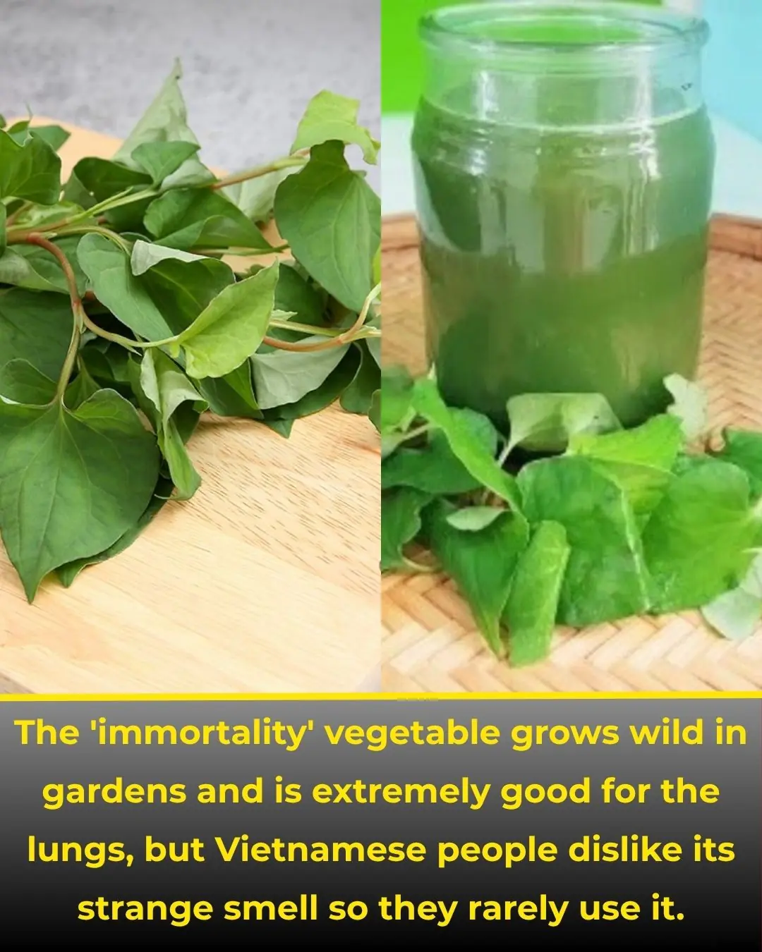 The 'immortality' vegetable grows wild in gardens and is extremely good for the lungs, but Vietnamese people dislike its strange smell so they rarely use it.