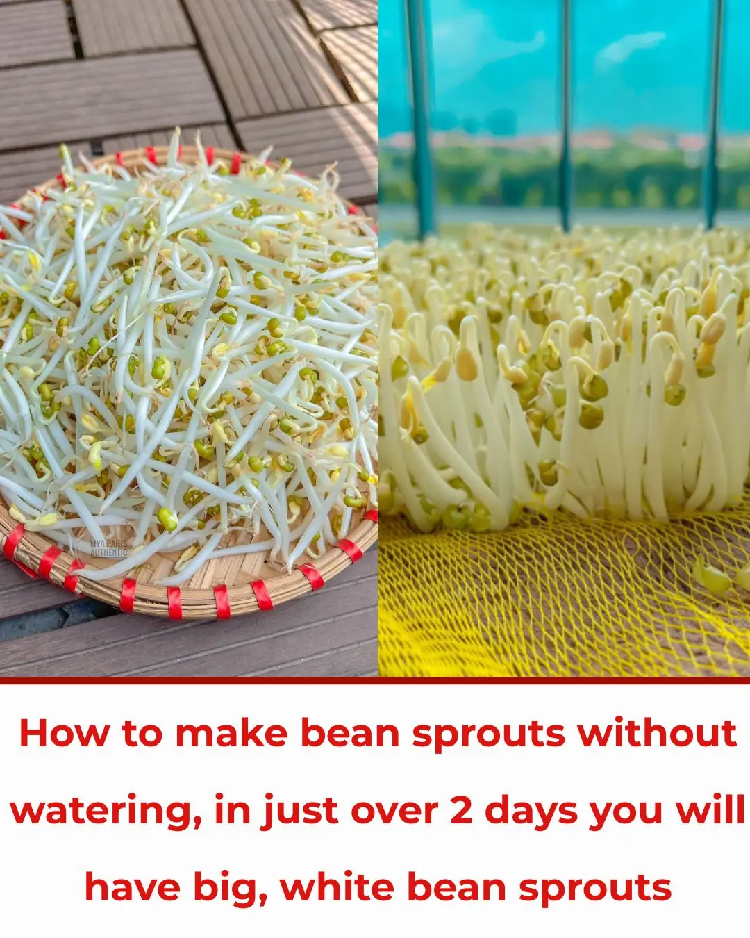 How to make bean sprouts without watering, in just over 2 days you will have big, white bean sprouts