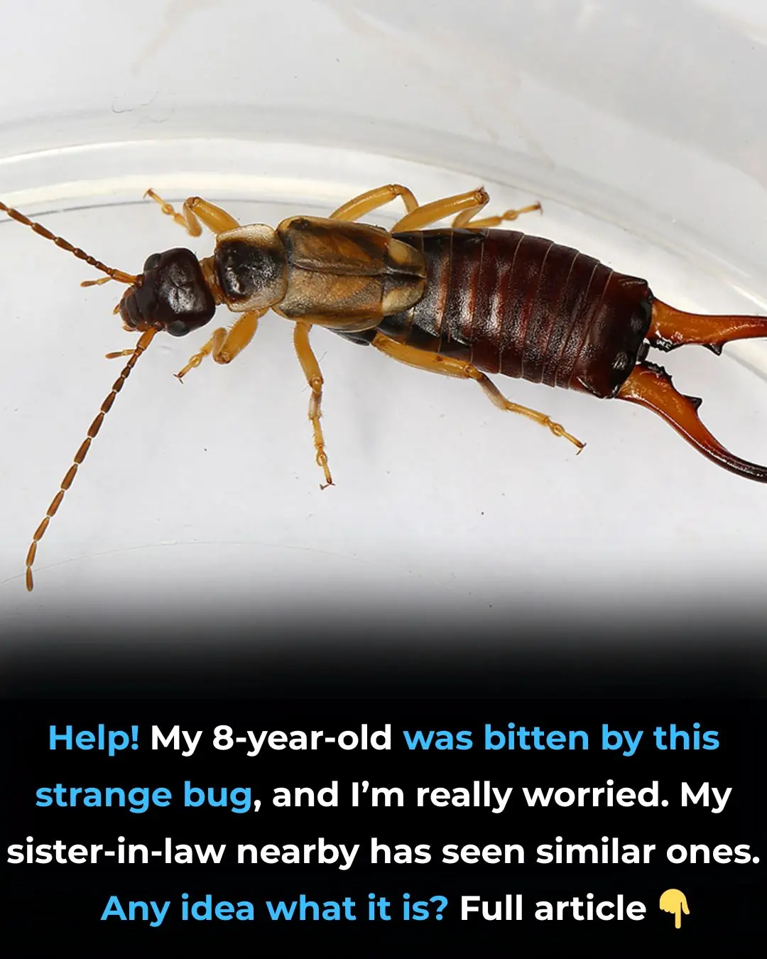 Help! My 8-year-old was bitten by this strange bug, and I’m really worried. My sister-in-law nearby has seen similar ones. Any idea what it is?