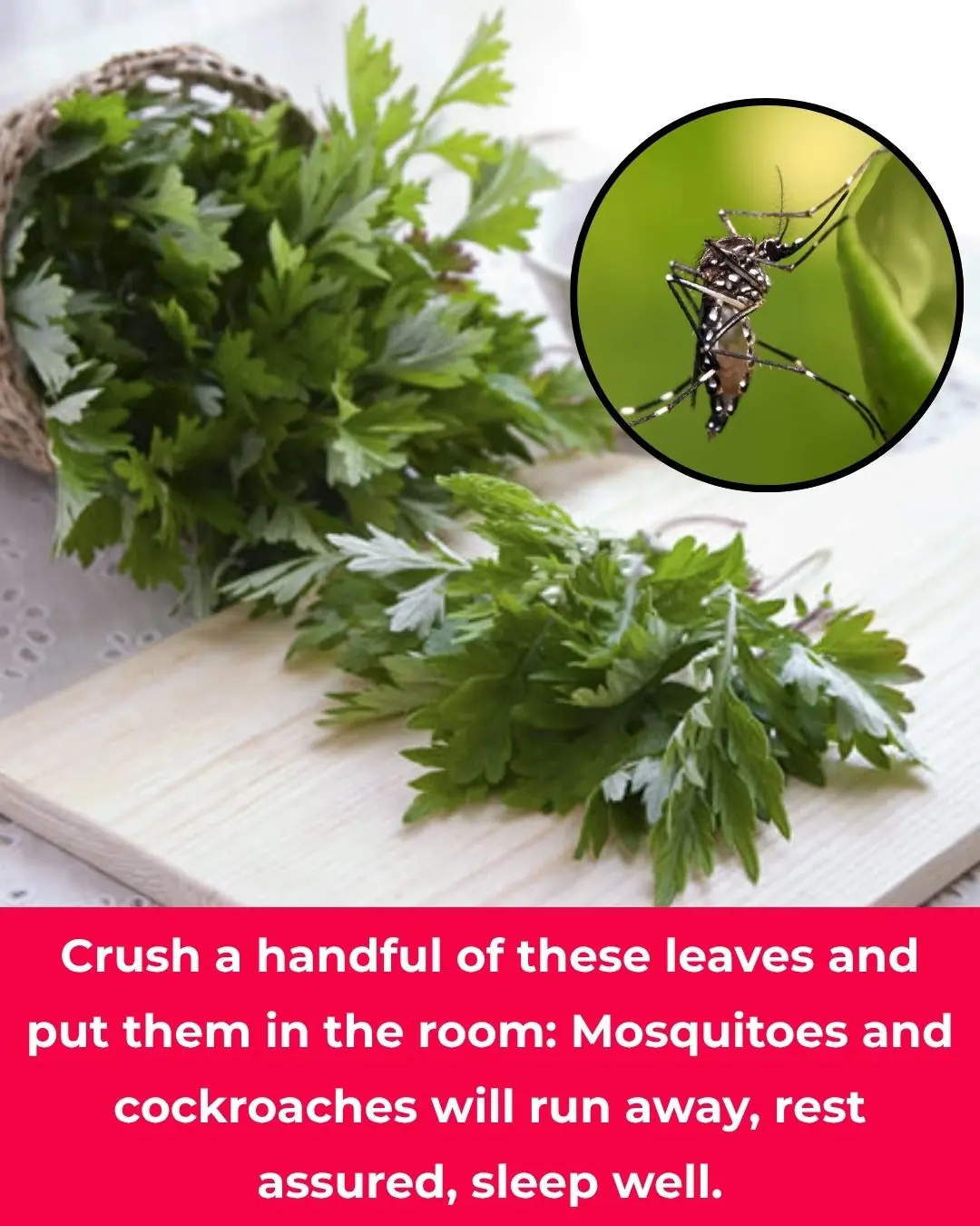 Crush a handful of these leaves and put them in the room