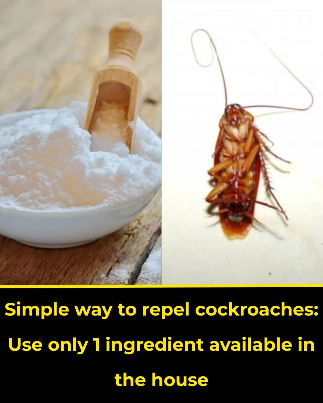 Simple way to repel cockroaches