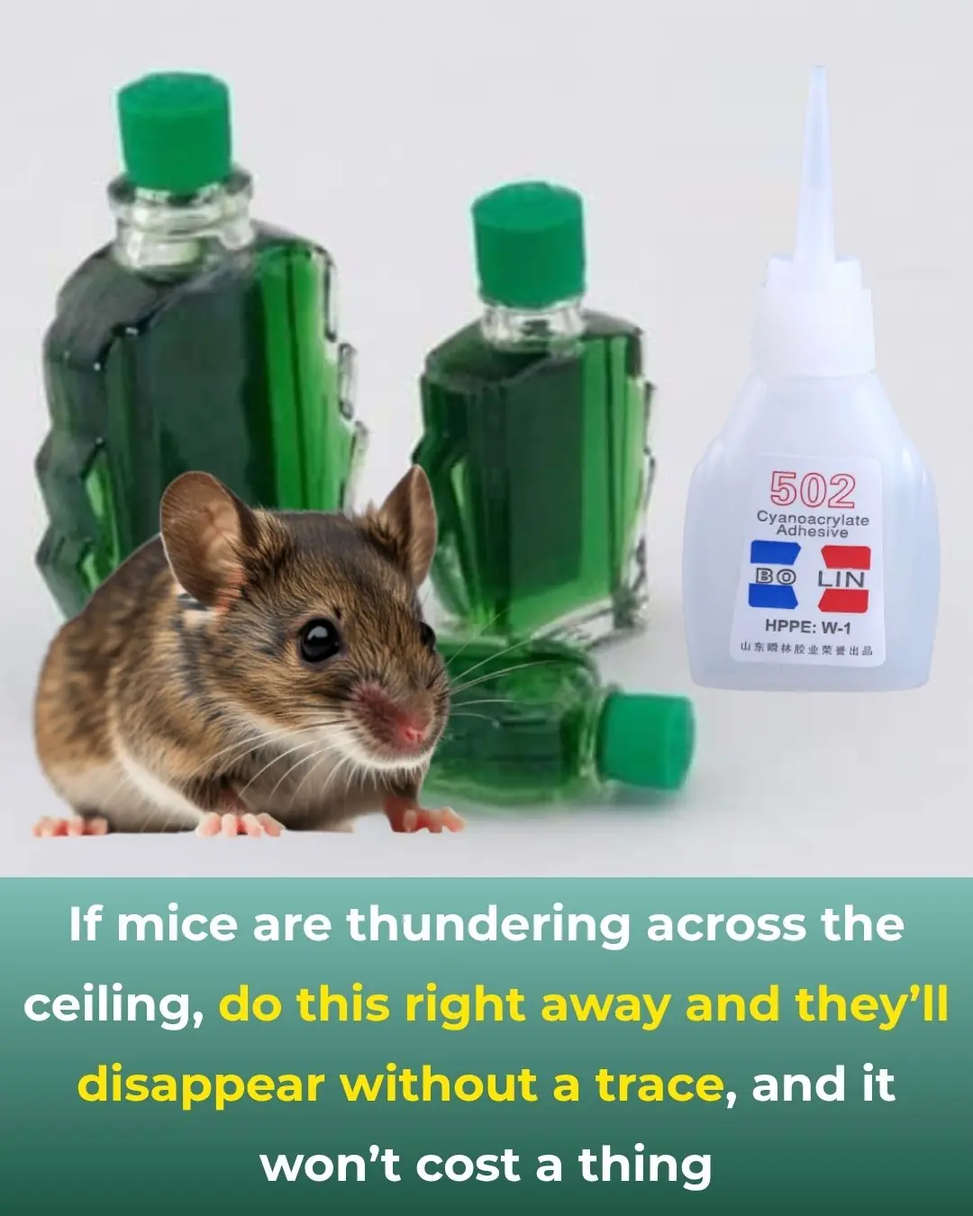 Rats Running on the Ceiling? Try These Simple Tricks to Get Rid of Them for Good