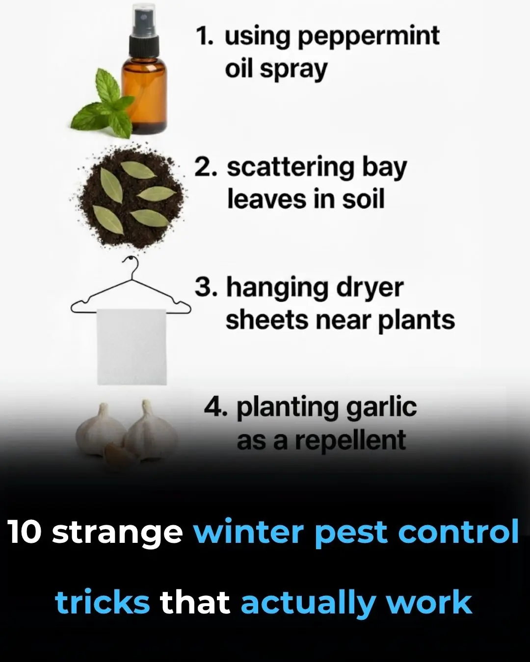10 Weird Winter Pest Control Tricks That Actually Work