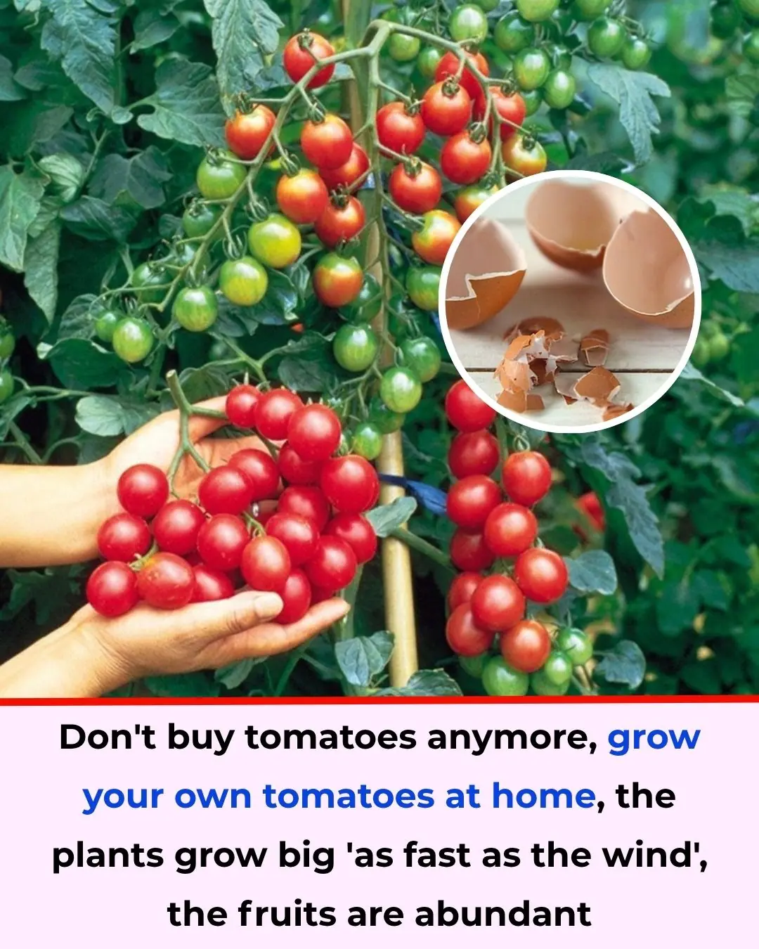Don’t Buy Tomatoes Anymore – Grow Them at Home, Plants Grow “Fast as Lightning” with Bountiful Fruits