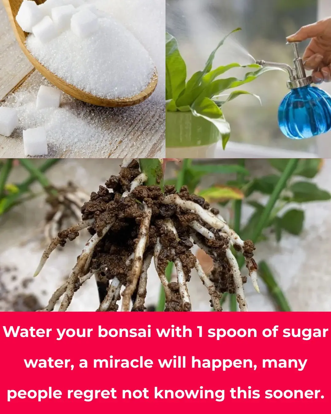 Water your bonsai with 1 spoon of sugar water, a miracle will happen, many people regret not knowing this sooner.