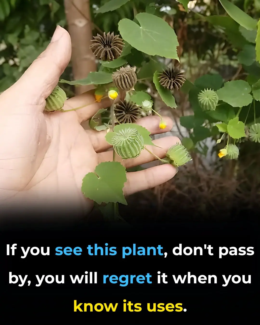 The medicinal uses of the cogon grass