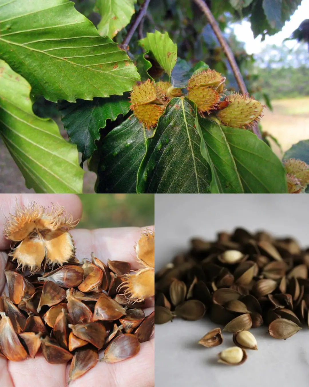 American Beech (Fagus grandifolia) — Power, Benefits, and Practical Uses (Foraging Guide Included)