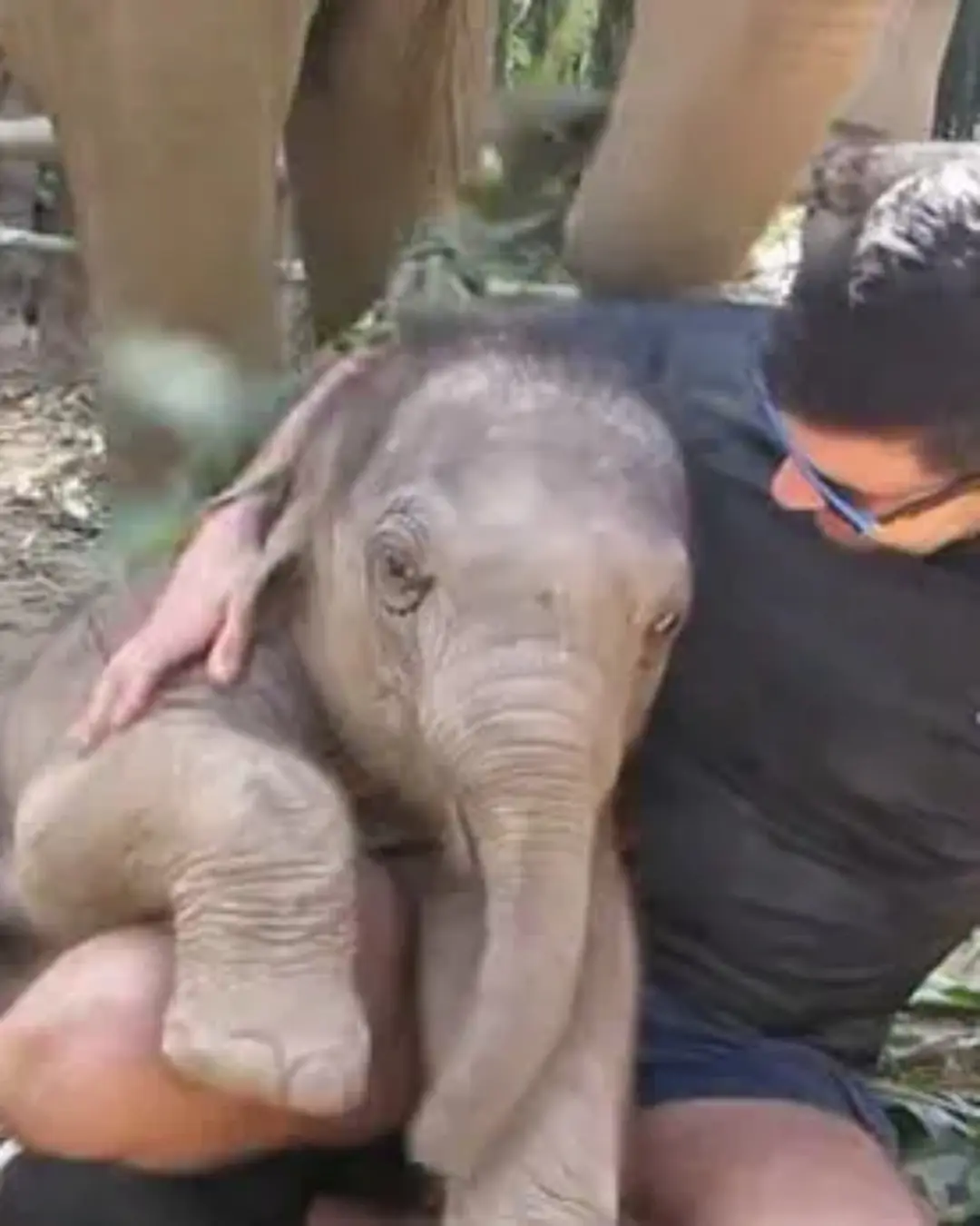 Guardians of the Gentle Giants.