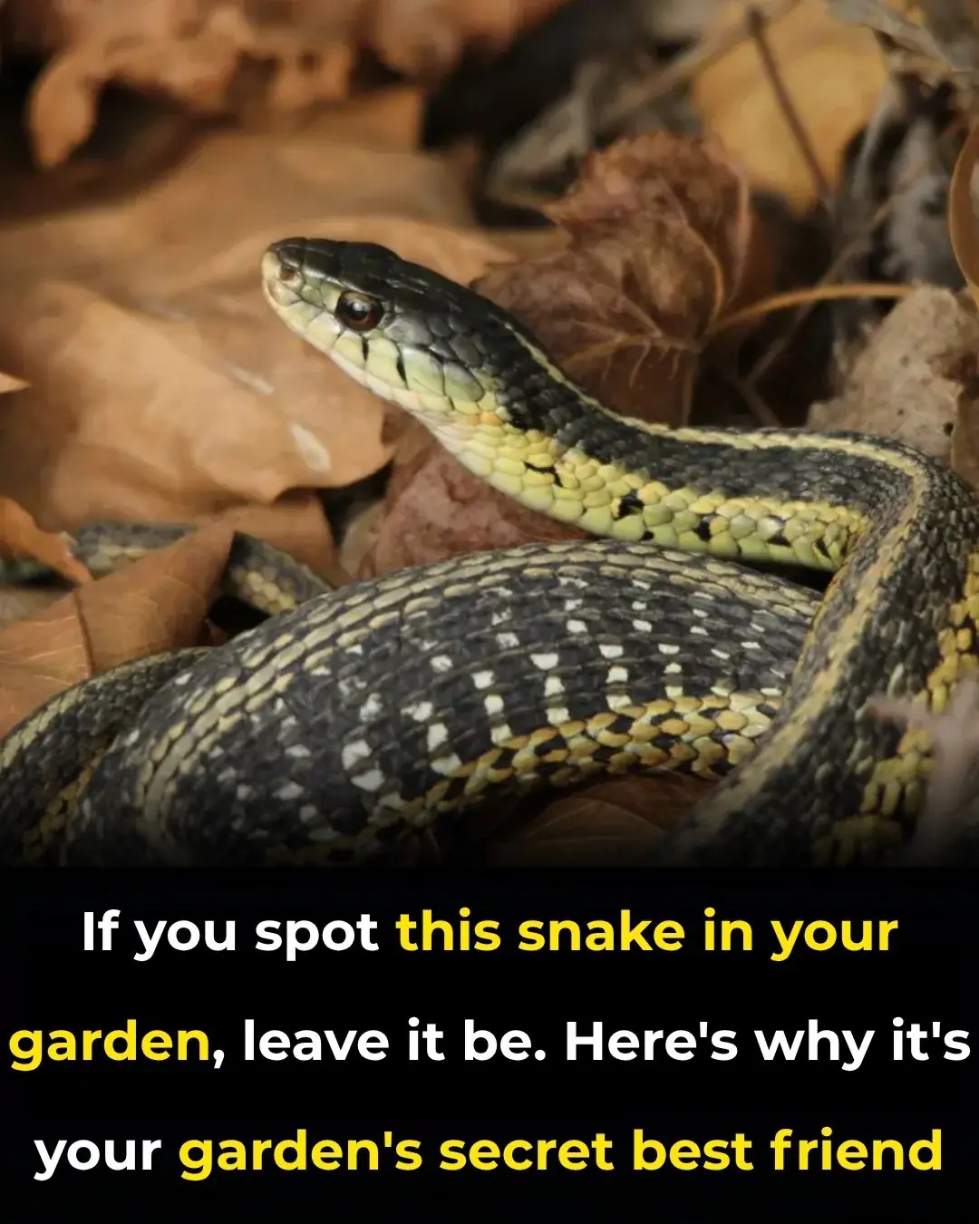 If You Spot This Snake in Your Garden, Leave It Be — Here’s Why It’s Actually Your Garden’s Secret Best Friend