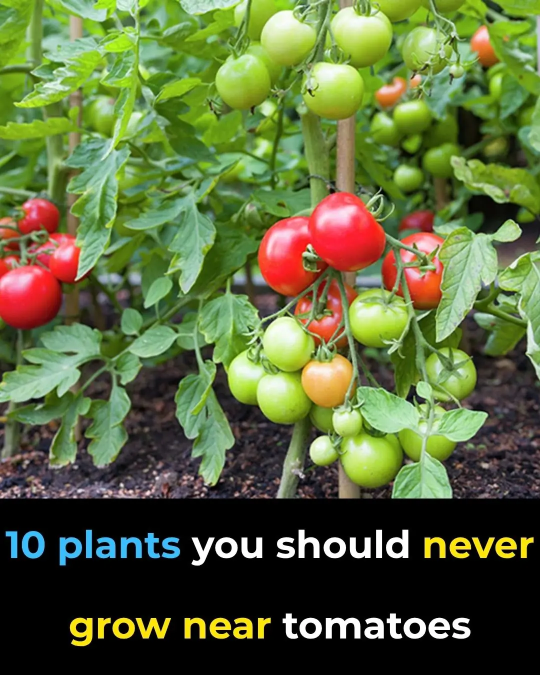 Plants You Should Never Grow Near Tomatoes