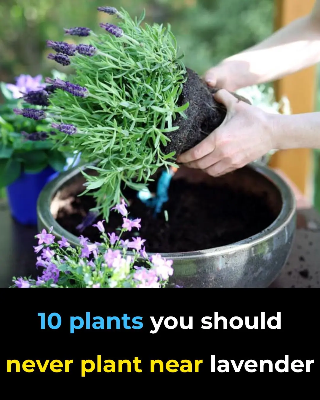 10 Plants You Should Never Grow Near Lavender