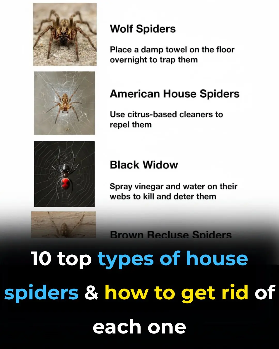 10 top types of house spiders & how to get rid of each one