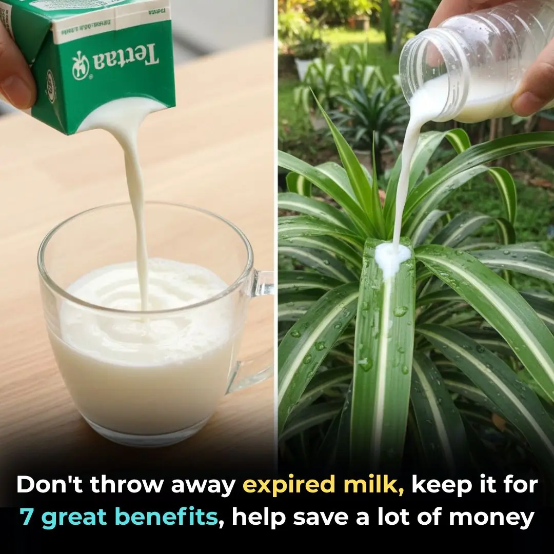 Don't throw away expired milk, keep it for 7 great benefits, help save a lot of money
