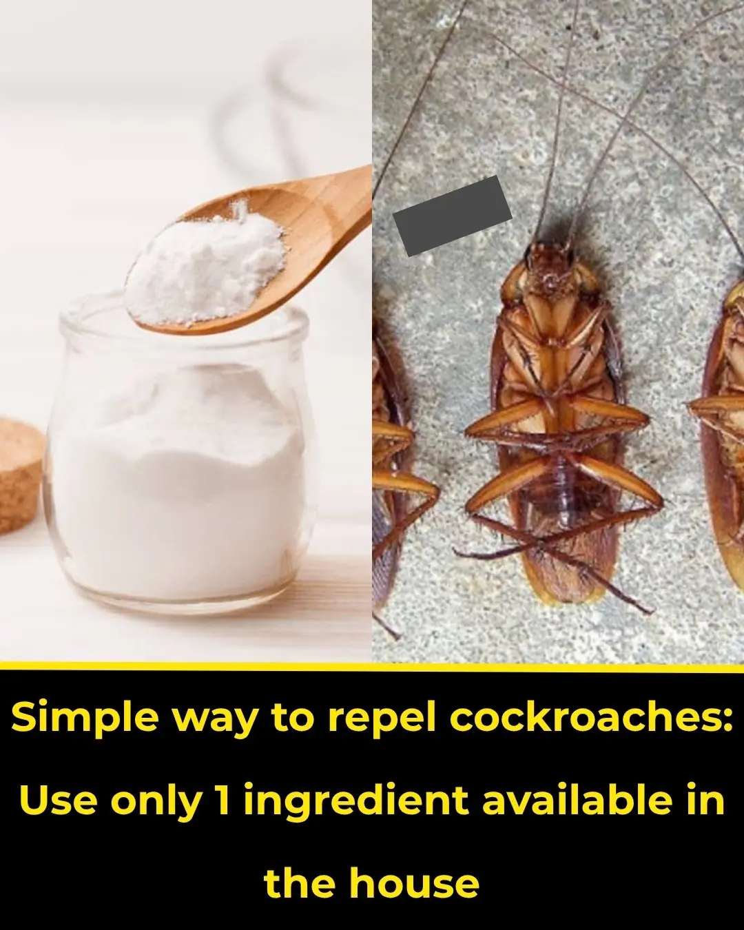 Simple way to repel cockroaches: Use only 1 ingredient available in the house