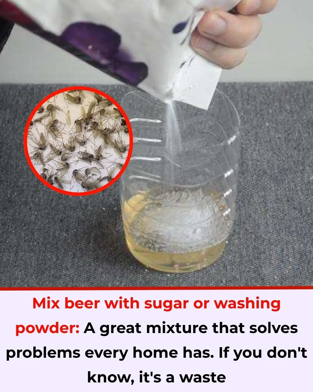 Beer + Laundry Detergent or Sugar: A Simple Trick to Deal with Mosquitoes at Home