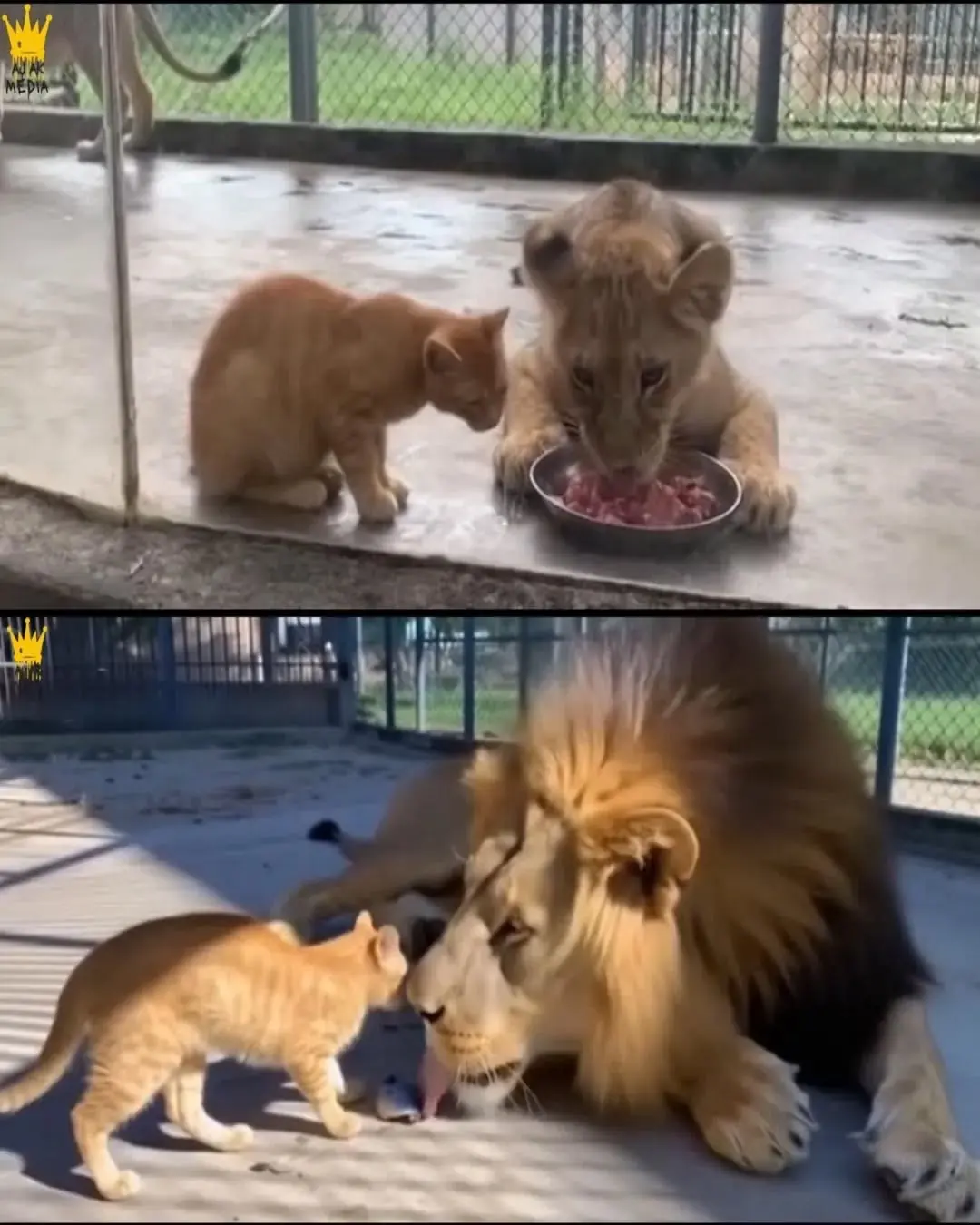 The Cat Who Became King of the Lions 🦁🐱 — A Tale of Unlikely Love and Loyalty