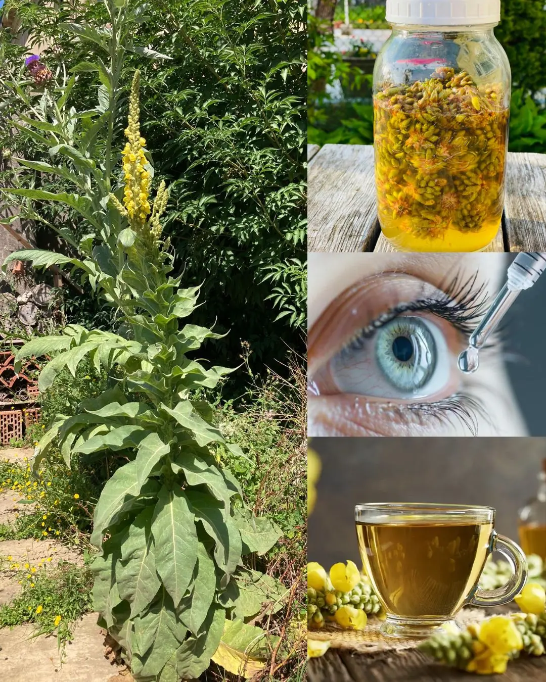 🌿 The Astonishing Secret of Mullein Leaves on Your Feet: Unlock Nature’s Hidden Healing Power!