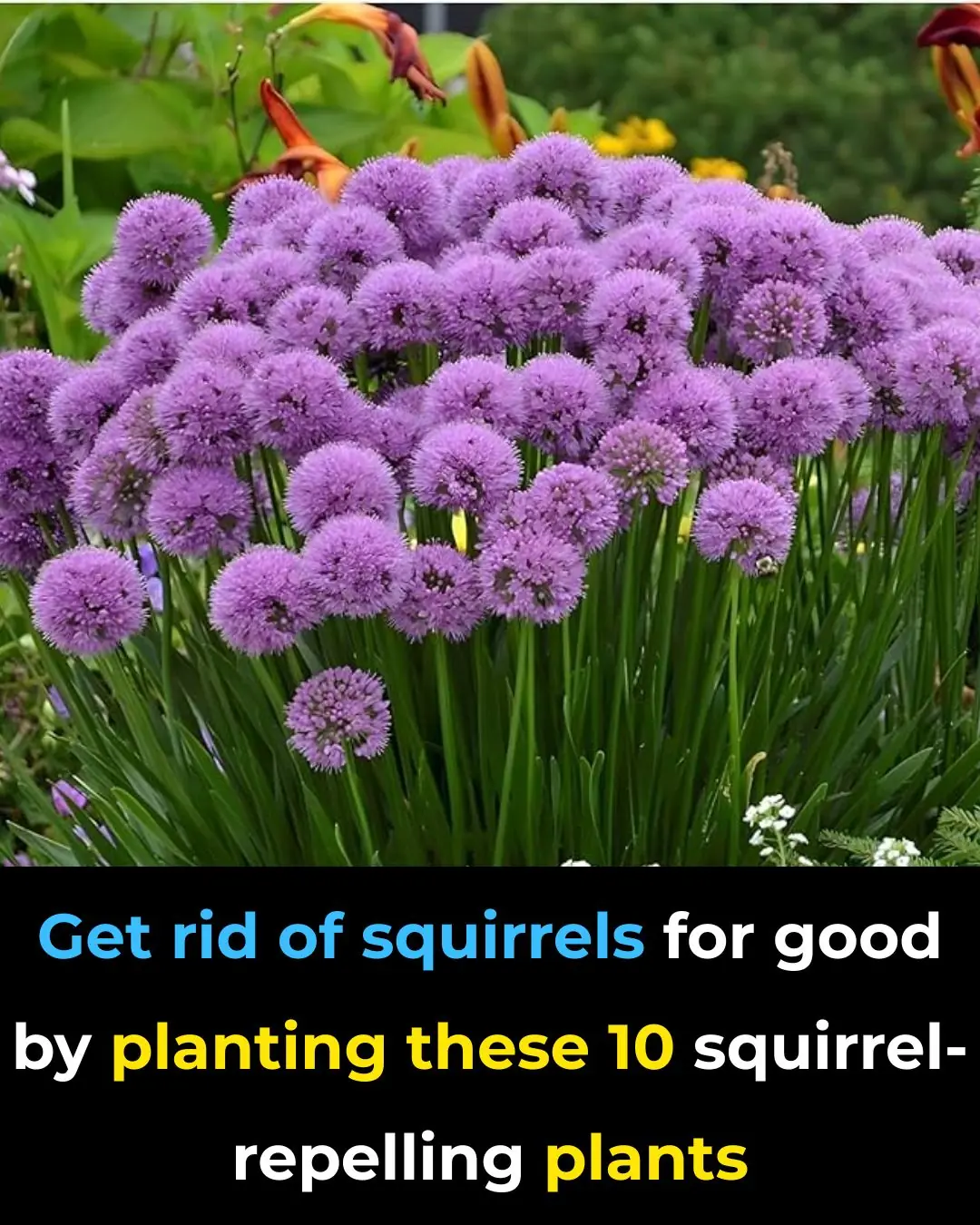 Get Rid of Squirrels for Good by Planting These 10 Squirrel-Repelling Plants