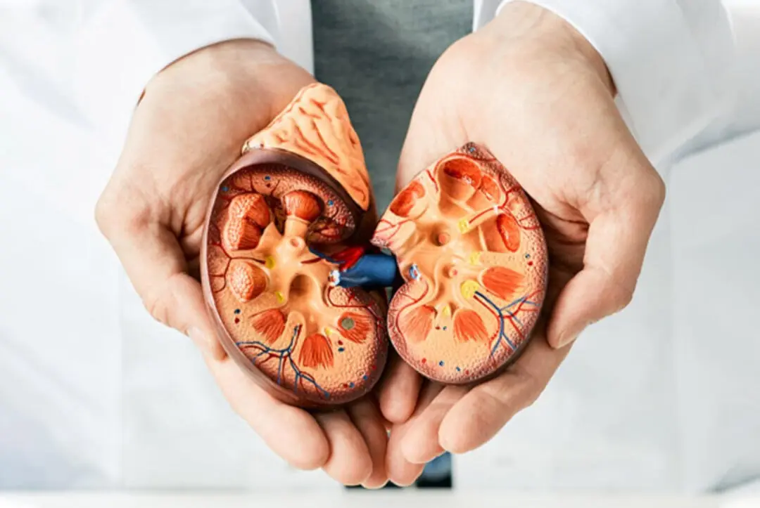 1 Minute to “Check Your Kidneys” at Home — See Instantly If They’re Strong or Weak