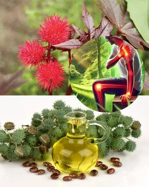 7 Benefits and Uses of Castor Oil