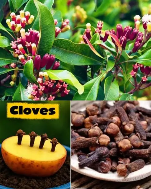 Easy Clove Cultivation: From Seed to Spice