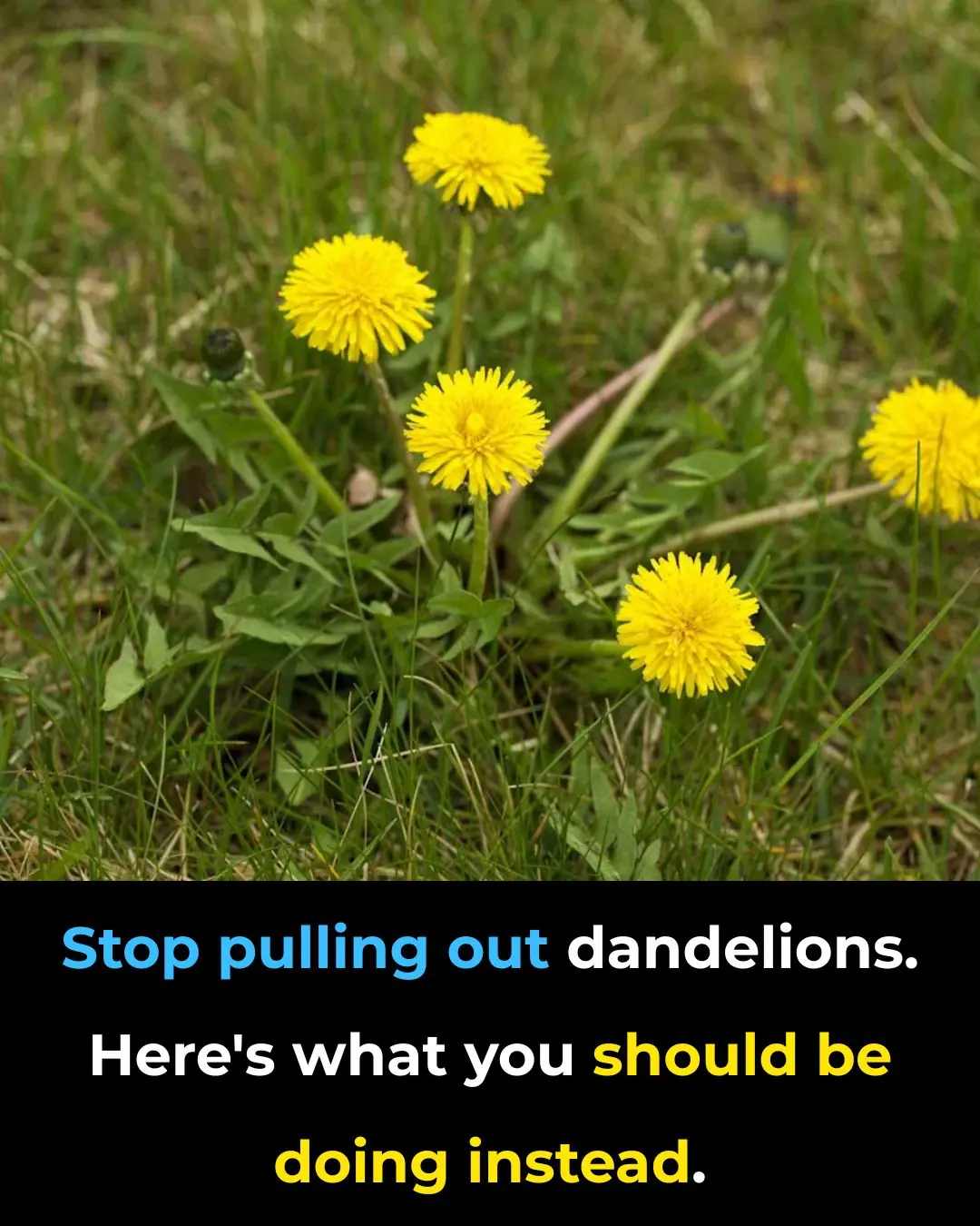 Stop Pulling Out Dandelions — Here’s What You Should Do Instead