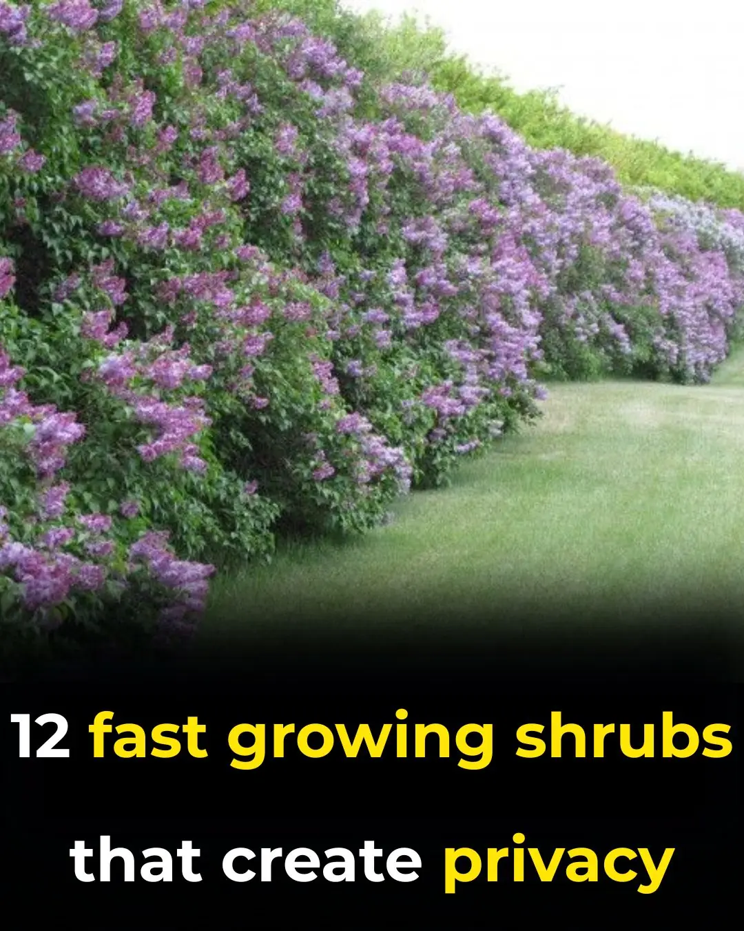12 Fast-Growing Shrubs That Create Natural Privacy