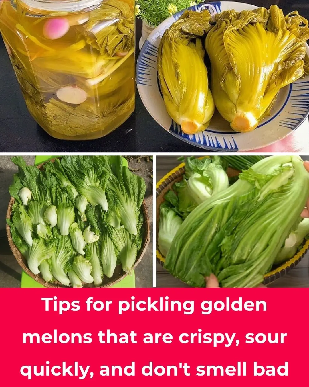 Tips for pickling golden melons that are crispy, sour quickly, and don't smell bad