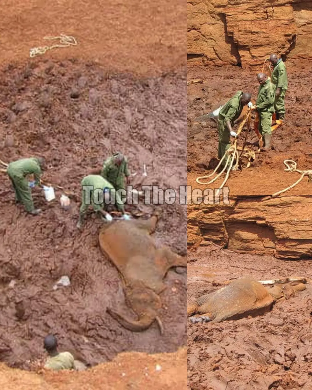 A Battle for Life in the Mud: The Elephant That Refused to Give Up.