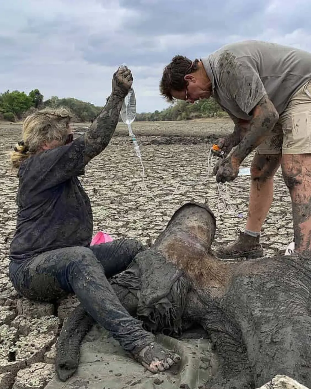 The Cry in the Mud: How a Team of Brave Rescuers Pulled Two Baby Elephants from the Brink of Death — and Restored Faith in Humanity.