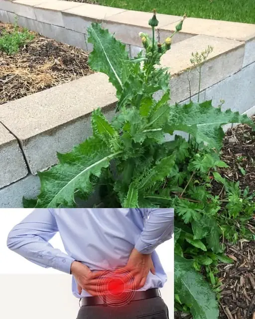 Lactuca Serriola: The Power of Prickly Lettuce That Grows Everywhere