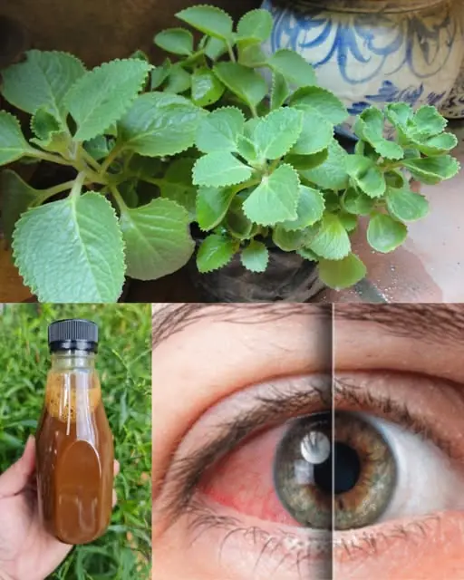 7 Amazing Benefits of Oregano: A Must-Have Herb for Your Home