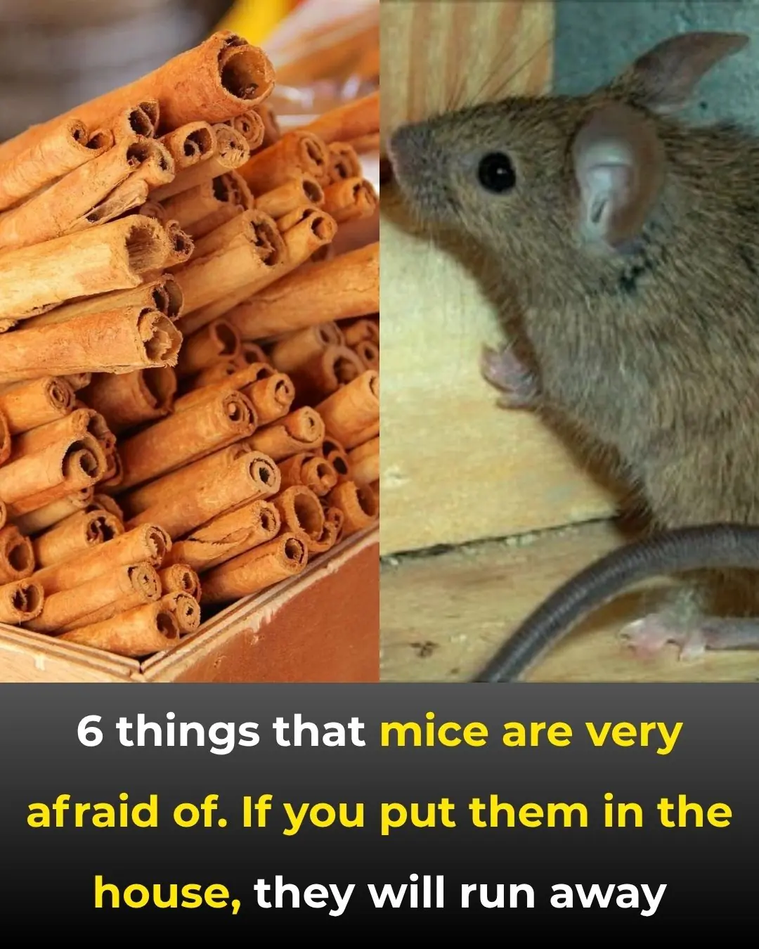 6 things that mice are very afraid of