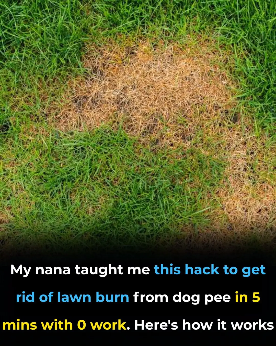 My nana taught me this hack to get rid of lawn burn from dog pee in 5 mins with 0 work. Here’s how it works