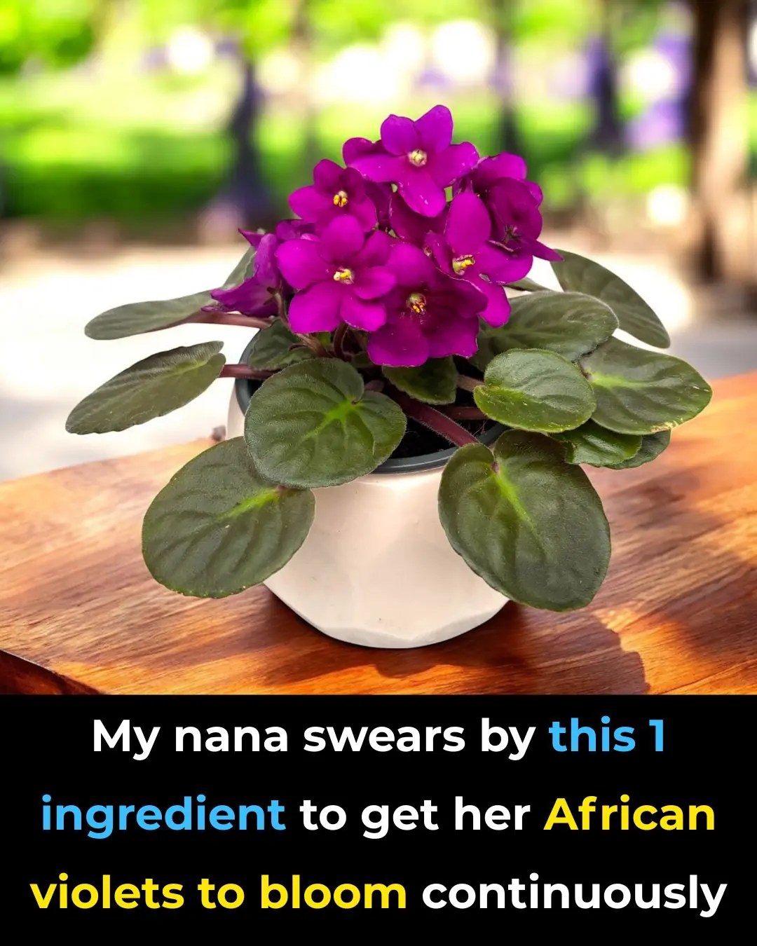 No One Told Me About This: The Secret to Year-Round African Violet Blooms