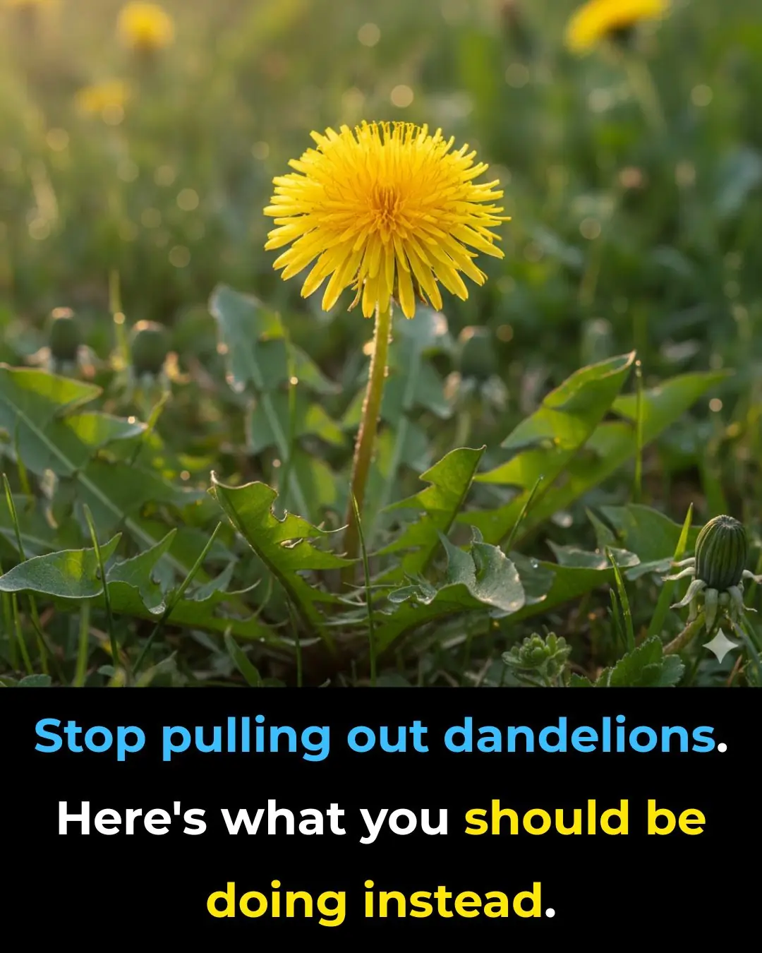 Stop Pulling Out Dandelions — Here’s What You Should Be Doing Instead