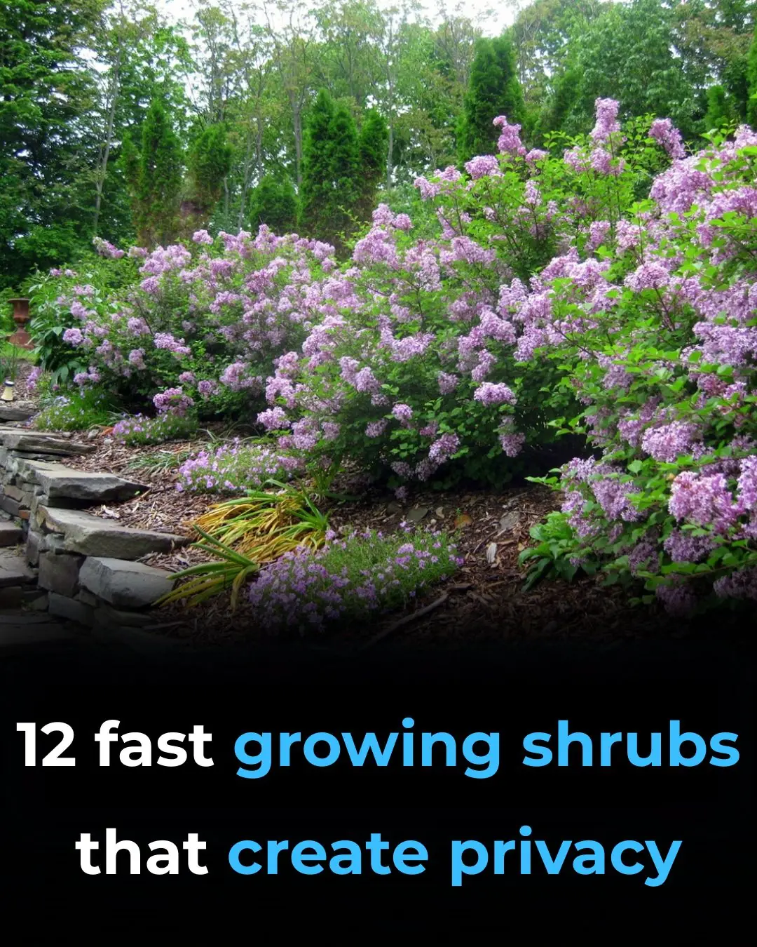12 Fast-Growing Shrubs That Create Natural Privacy