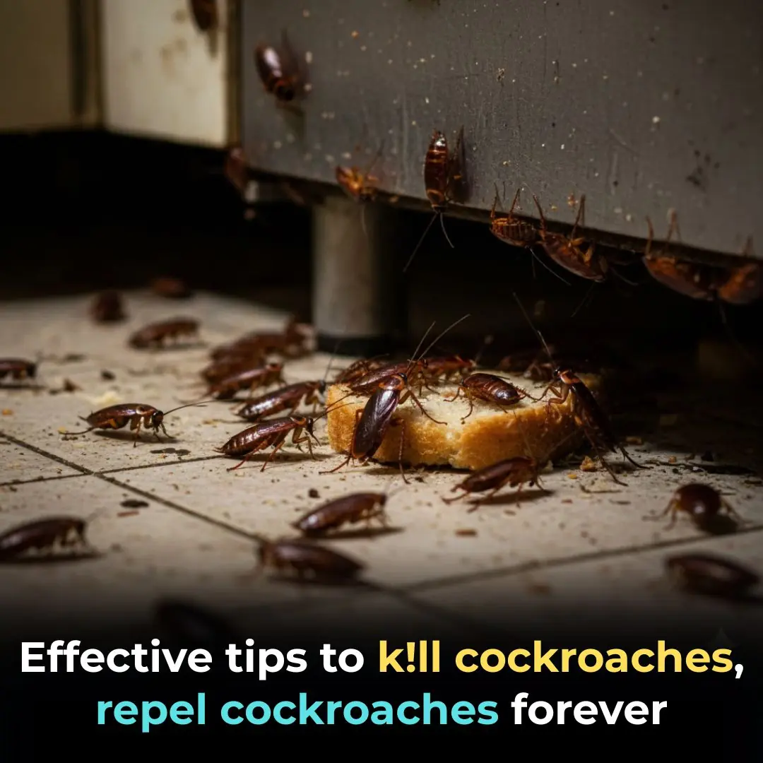 Effective tips to kill cockroaches, repel cockroaches forever