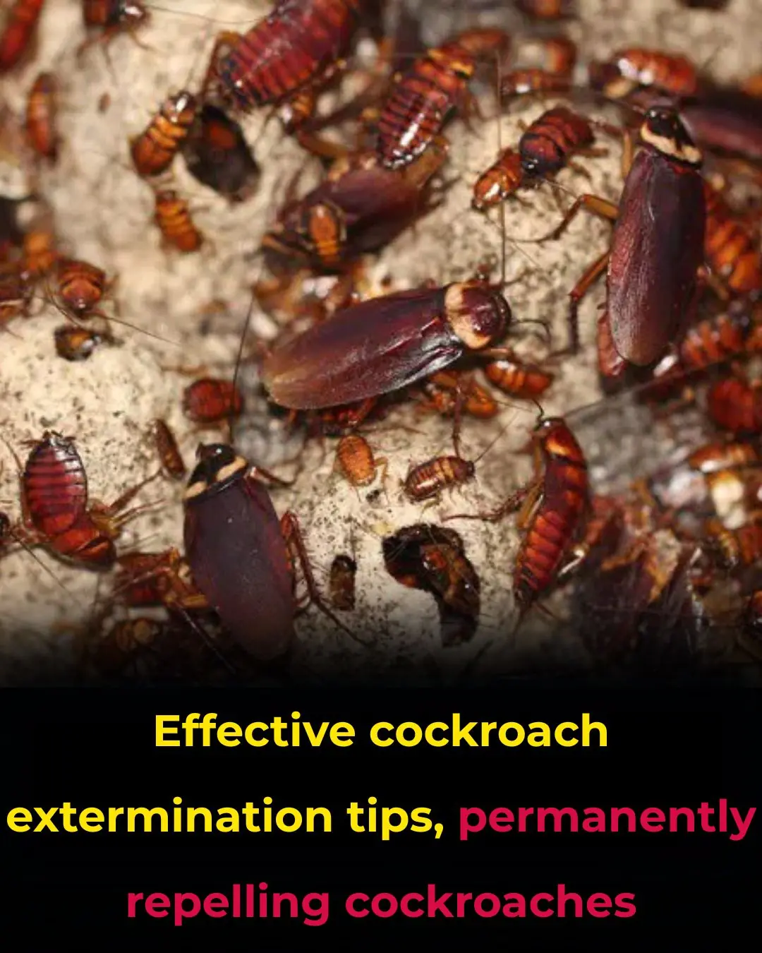 Effective cockroach extermination tips, permanently repelling cockroaches