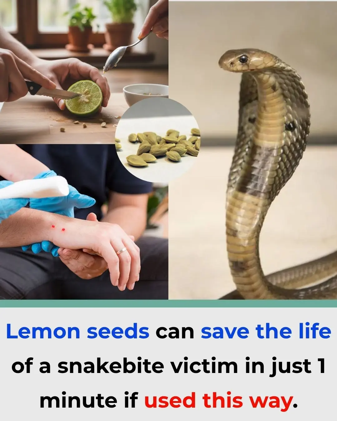 Lemon Seeds Could Save a Snakebite Victim in Just One Minute — If Used the Right Way
