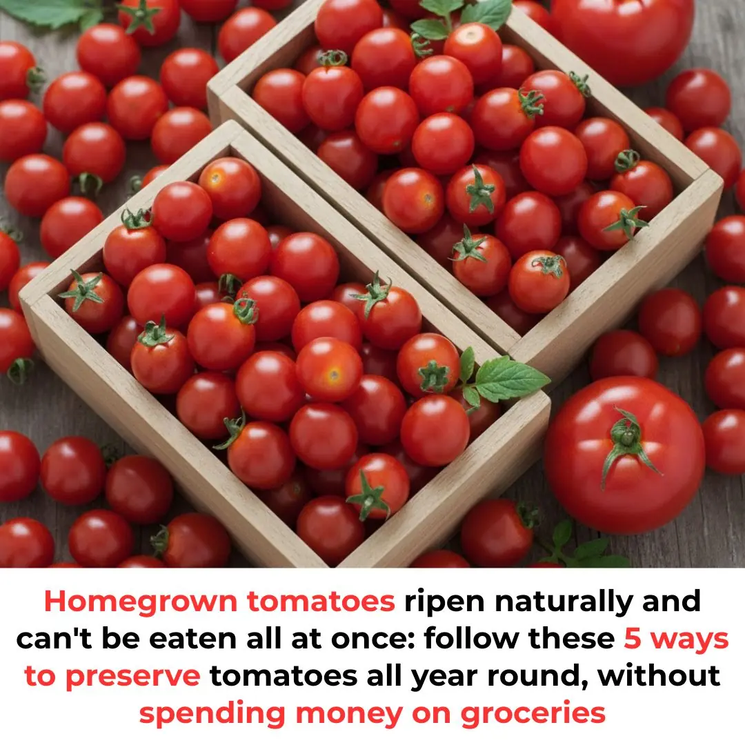 Homegrown tomatoes ripening naturally and you can’t eat them all? Try these 5 ways to preserve tomatoes year-round without spending a dime.