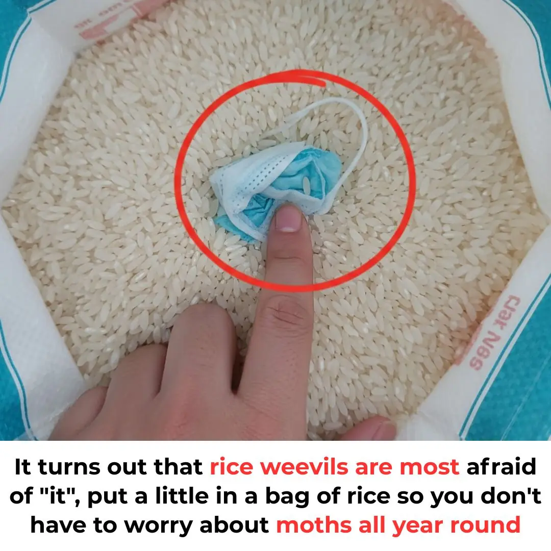 Put some in a bag of rice