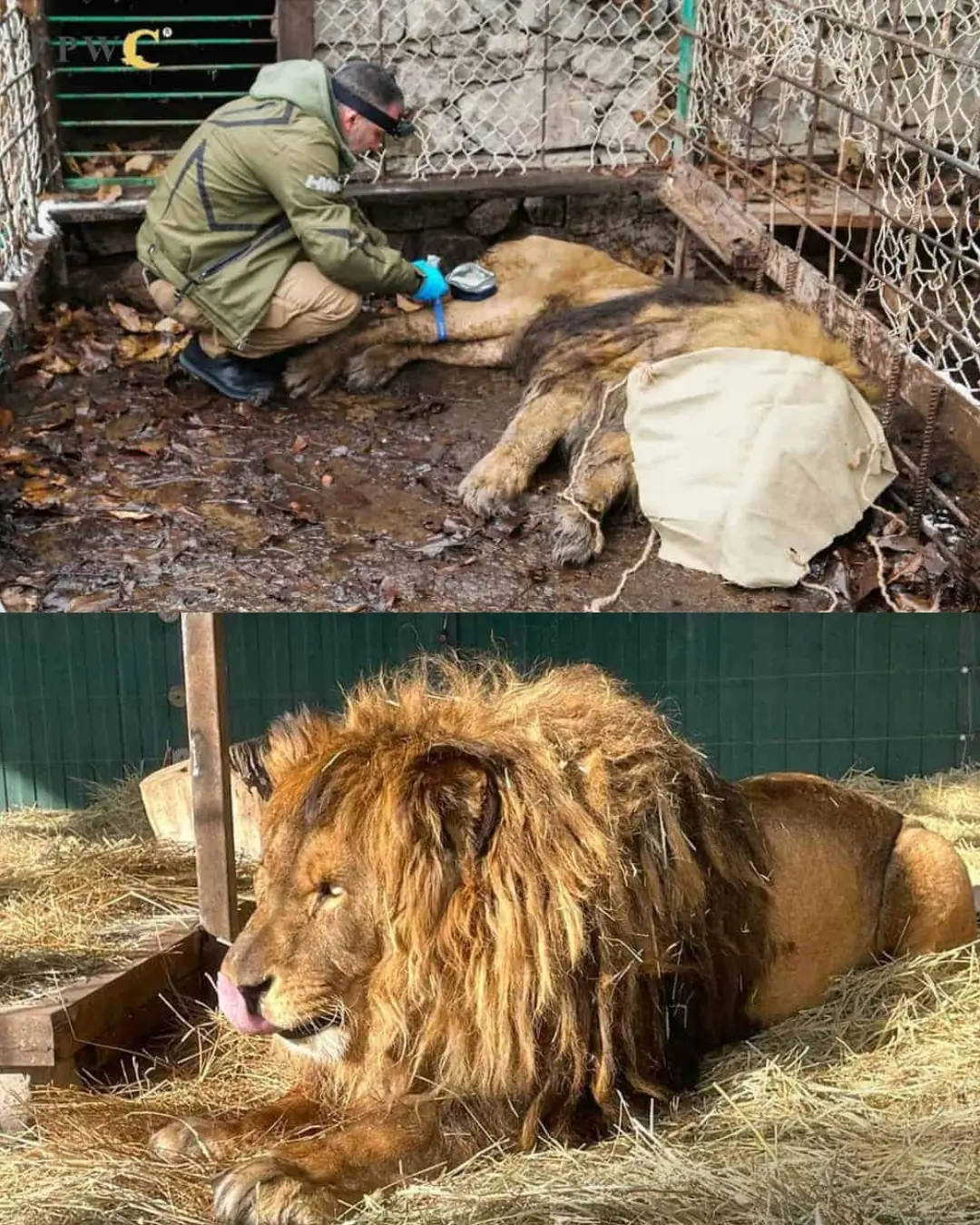 The Last Lion Left Behind.